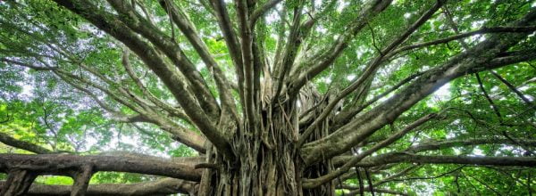 Large, ancient tree with many branches reaching out